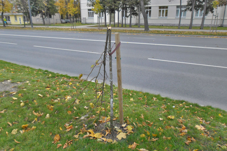 PAR NOLAUZTIEM KOCIŅIEM — KRIMINĀLATBILDĪBA