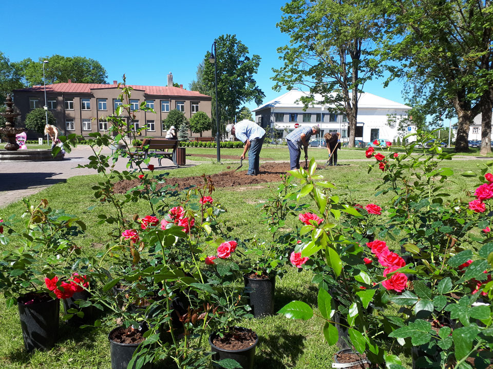 ZIED ROZES VIĻĀNOS