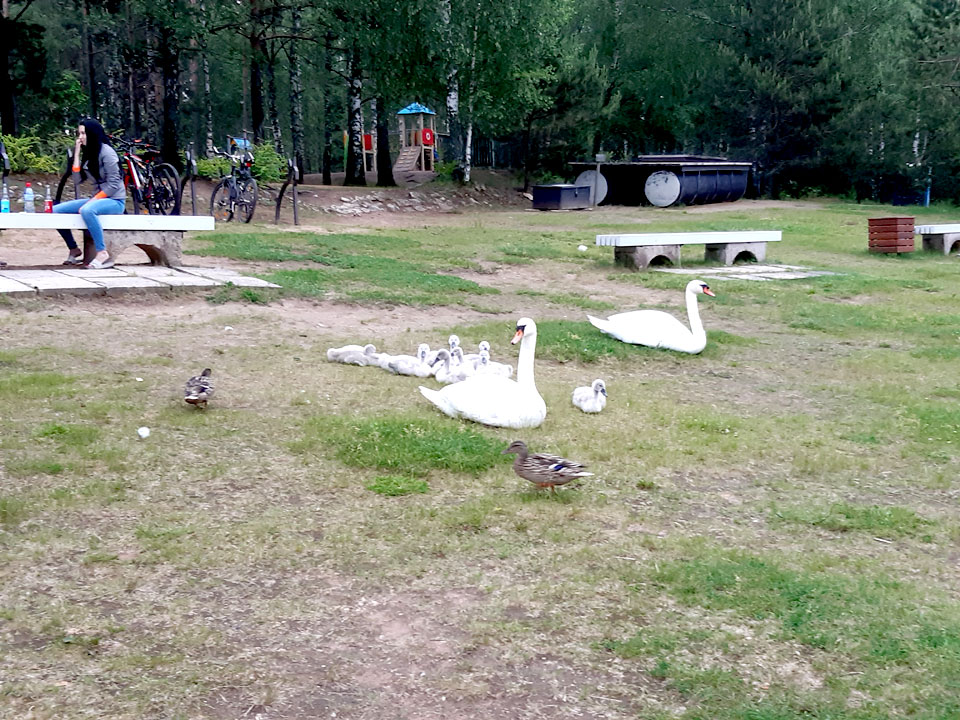 GULBJU ĢIMENE PLUDMALĒ