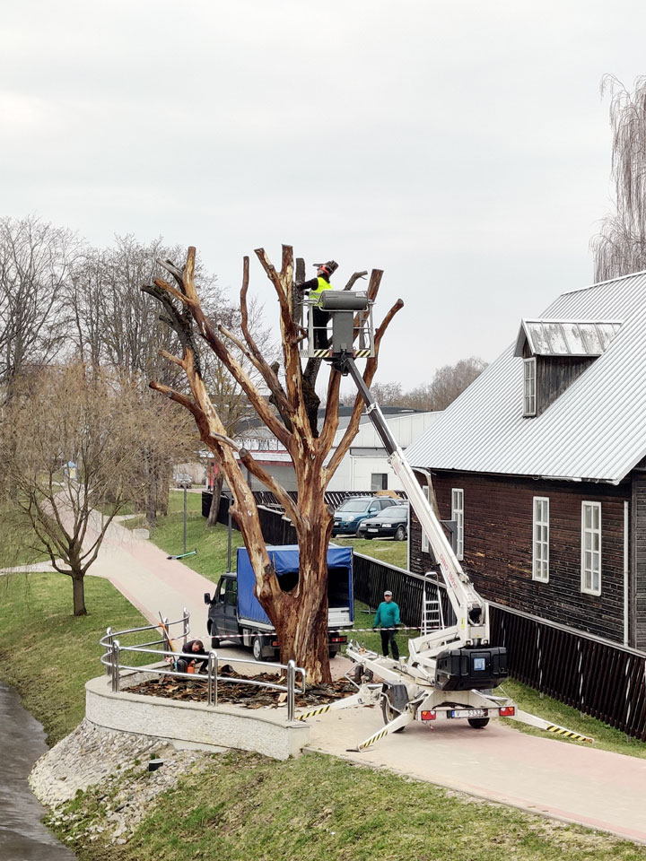 “Kādēļ kokam noņem mizu?”