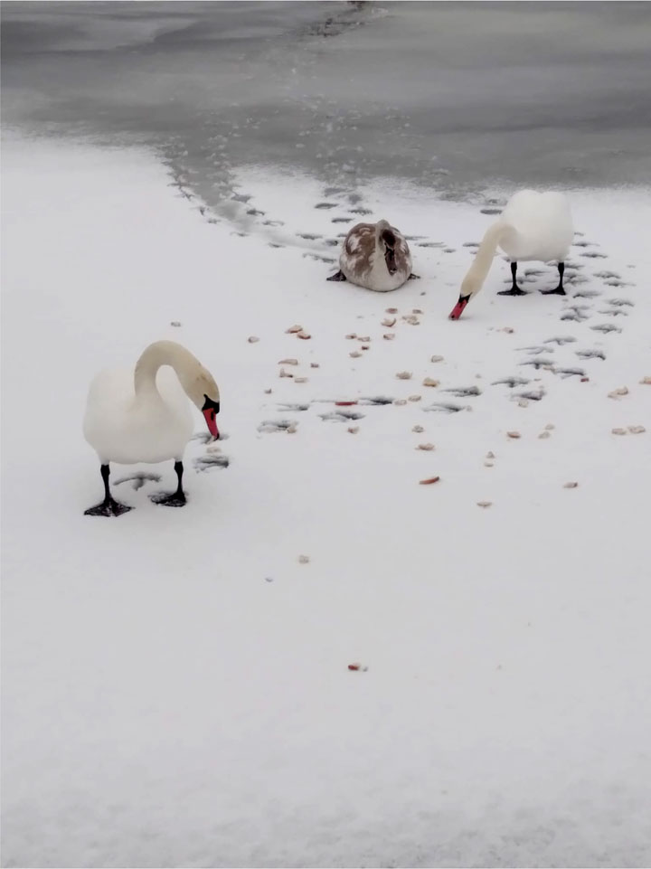 par putniem un žēlsirdību