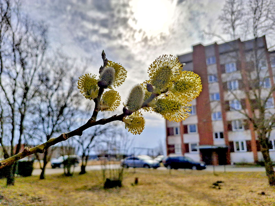 LIELDIENU GAISMA SASILDĪS MŪS